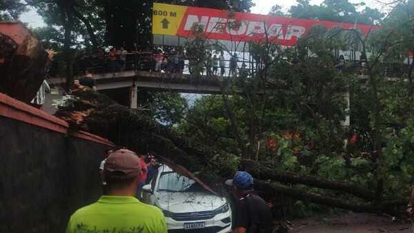 Motociclista queda herido tras chocar contra un árbol caído