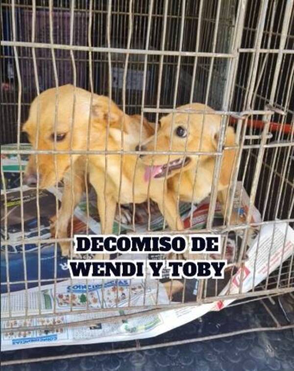 [VIDEO] Rescataron a Wendy y Toby, estaban sin agua y en el sol