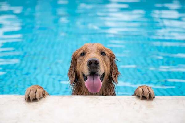 ¿Es aconsejable que tu perro se bañe en la piscina familiar? - Mascotas - ABC Color