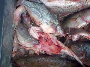 Venta de pescados reinicia tras veda obligada | Radio Regional 660 AM