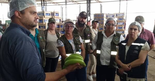 La Nación / Misión técnica chilena recorrió fincas exportadoras de banana y valoró producción