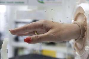 Alto riesgo global por expansión del dengue  - Mundo - ABC Color