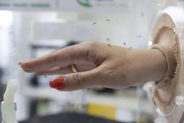 Alto riesgo global por expansión del dengue - Mundo - ABC Color