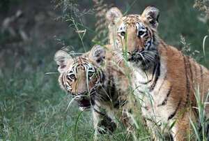 India presenta a dos cachorros de tigre de Bengala nacidos en cautiverio - Ciencia - ABC Color