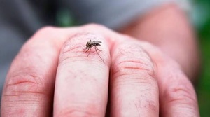 Diario HOY | Alerta ante aumento de casos de dengue: dispersión se da a nivel país