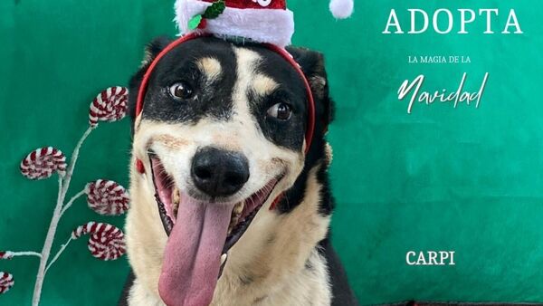 Unos 25 perros buscan un hogar para Navidad