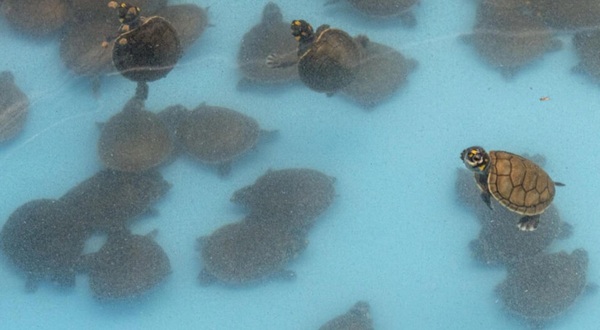 Decomisan 4.000 tortugas de la Amazonía peruana que serían traficadas en Indonesia