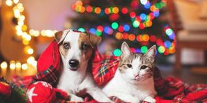 Diario HOY | Unos 25 perros y 10 gatos esperan ser adoptados en esta Navidad