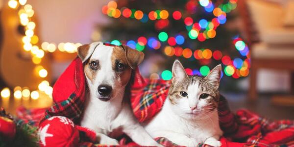 Diario HOY | Unos 25 perros y 10 gatos esperan ser adoptados en esta Navidad
