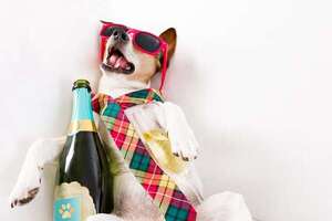 Por estos motivos no tenés que darle alcohol a tu perro: una advertencia para los dueños de mascotas - Mascotas - ABC Color