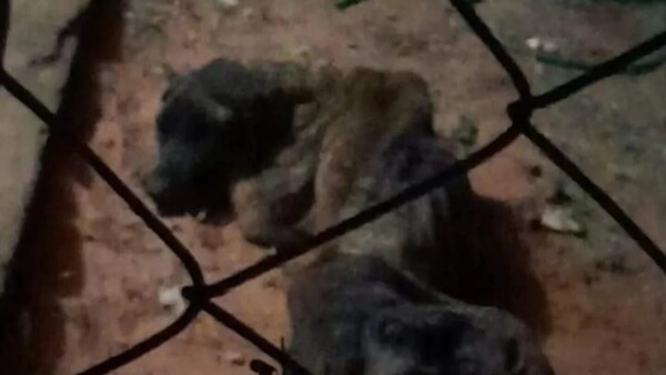 Condenaron a una profesora por maltratar a su perro