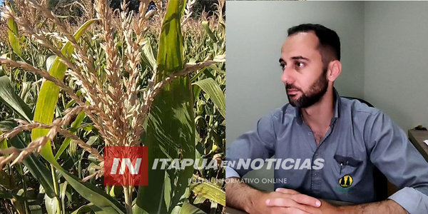 FALTA DE INSUMOS AGRODEFENSIVOS PONE EN RIESGO ZAFRA MAICERA Y DISPARA LOS PRECIOS - Itapúa Noticias