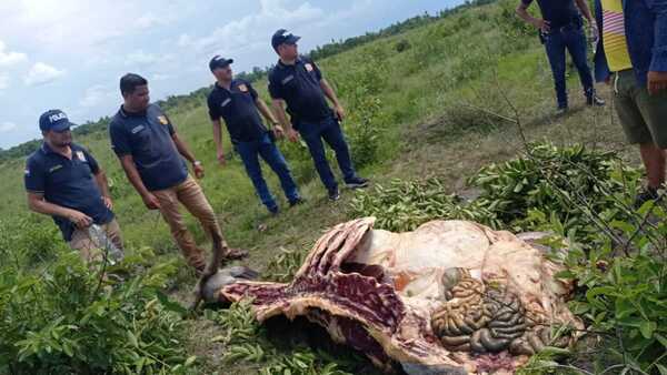 Abigeos se enfrentan a la policía, dejando un muerto y un herido en Horqueta