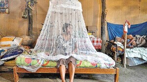 OMS eleva a alto el riesgo de expansión global del dengue