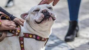 ¿Cómo calmar y cuidar a tus mascotas de los fuegos artificiales?
