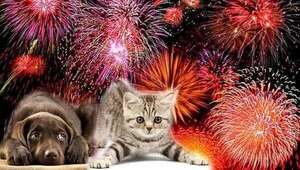 Tips para calmar a tu mascota durante la explosión de petardos - Mascotas - ABC Color