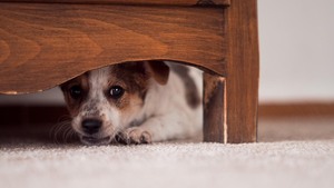 Diario HOY | Los animales sufren a causa de la pirotecnia: piden evitar el uso de juegos artificiales