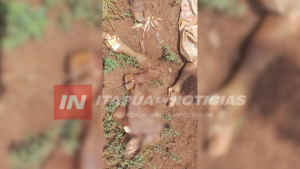 ABIGEOS FAENARON UN ANIMAL VACUNO EN ENCARNACIÓN - Itapúa Noticias