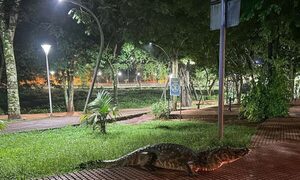 ¡Yakaré de CDE se paseó por las calles!