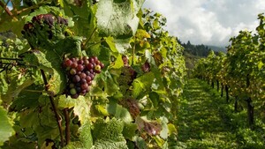 Más alcohol, distinto sabor y otro color: Así afecta el cambio climático al vino