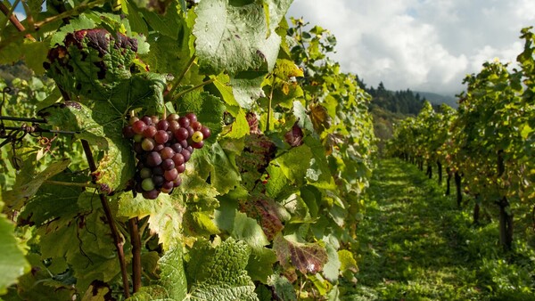 Más alcohol, distinto sabor y otro color: Así afecta el cambio climático al vino