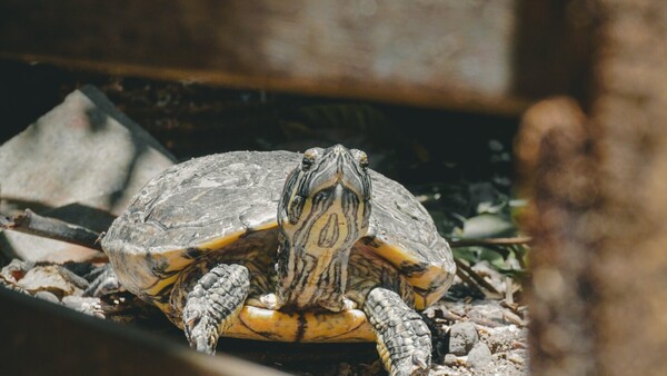 Una tortuga se escapó de su casa y movilizó a un barrio en Argentina