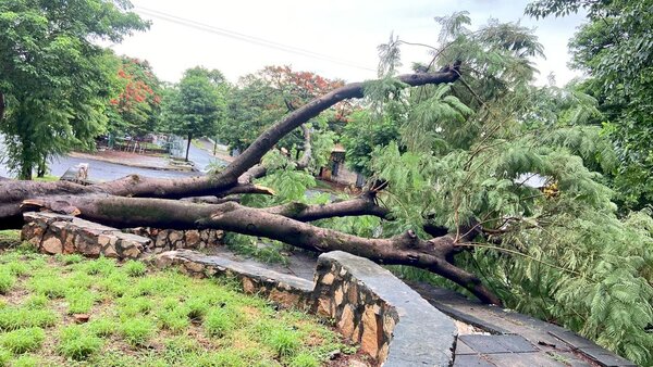 Diario HOY | Reportan más de 10 árboles caídos en Asunción tras el temporal