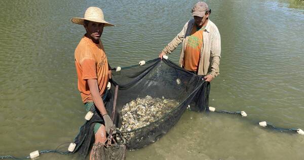 La Nación / Pequeños productores acuícolas se alistan para exportar tilapia a Chile