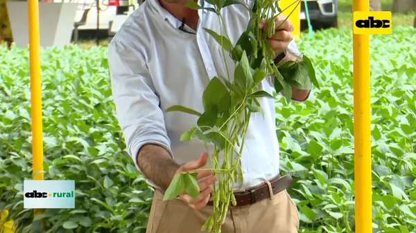 Video: nuevos paquetes tecnológicos en semillas de Nidera - ABC Rural - ABC Color