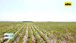 Video: ventajas agronómicas y económicas con el uso de semillas legales - ABC Rural - ABC Color