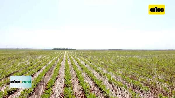 Video: ventajas agronómicas y económicas con el uso de semillas legales - ABC Rural - ABC Color