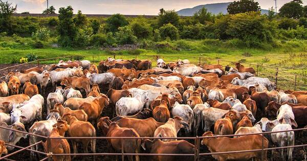 La Nación / Foro Mercosur de la Carne rechaza exigencias ambientales de la UE
