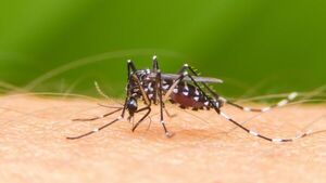 Reportan aumento significativo de casos sospechosos de dengue
