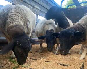 Histórico: Paraguay exporta ovejas a Uruguay - Nacionales - ABC Color