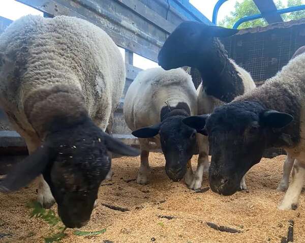 Histórico: Paraguay exporta ovejas a Uruguay - Nacionales - ABC Color