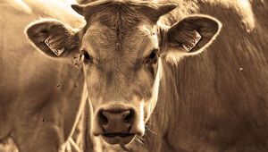 9 momentos claves en la ganadería 2023: Apertura de mercados del norte y producción pecuaria en auge