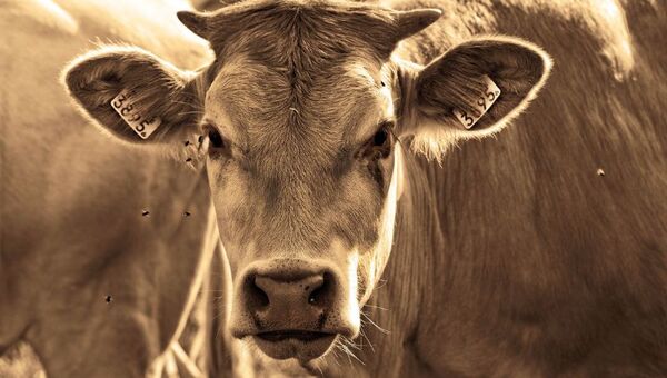 9 momentos claves en la ganadería 2023: Apertura de mercados del norte y producción pecuaria en auge