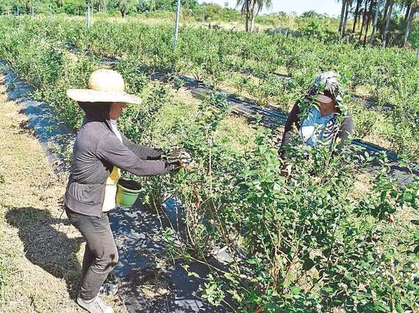 Sigue producción de arándano en Guairá - Economía - ABC Color