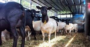 La Nación / Sector ovino cierra el año con exportación de animales en pie al Uruguay