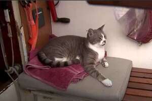‘Oli’, el primer gato que navega a bordo de un barco en toda la historia de la prueba - Mascotas - ABC Color
