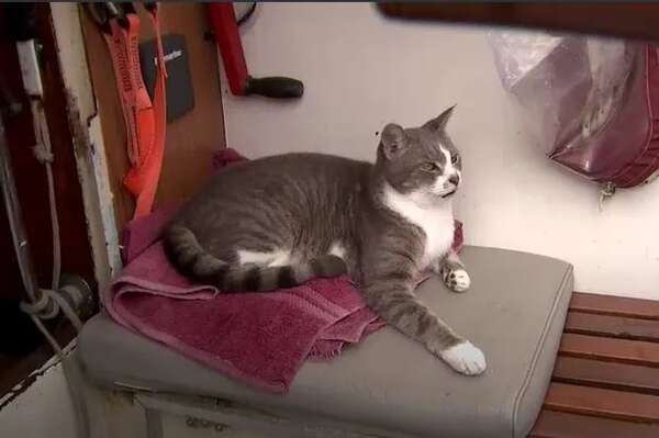 ‘Oli’, el primer gato que navega a bordo de un barco en toda la historia de la prueba - Mascotas - ABC Color
