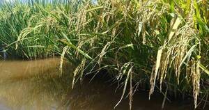 La Nación / Envíos de arroz aumentaron casi 18 % en el penúltimo mes del año