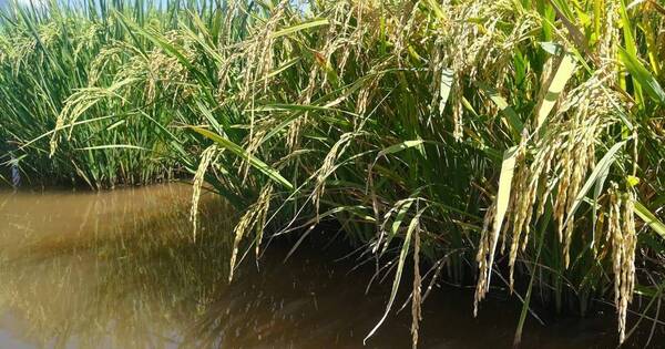 La Nación / Envíos de arroz aumentaron casi 18 % en el penúltimo mes del año