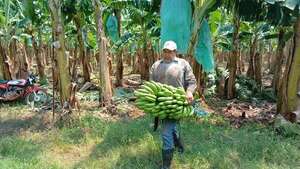 Bananeros exportadores no cobran por productos desde asunción de nuevo gobierno argentino - Nacionales - ABC Color