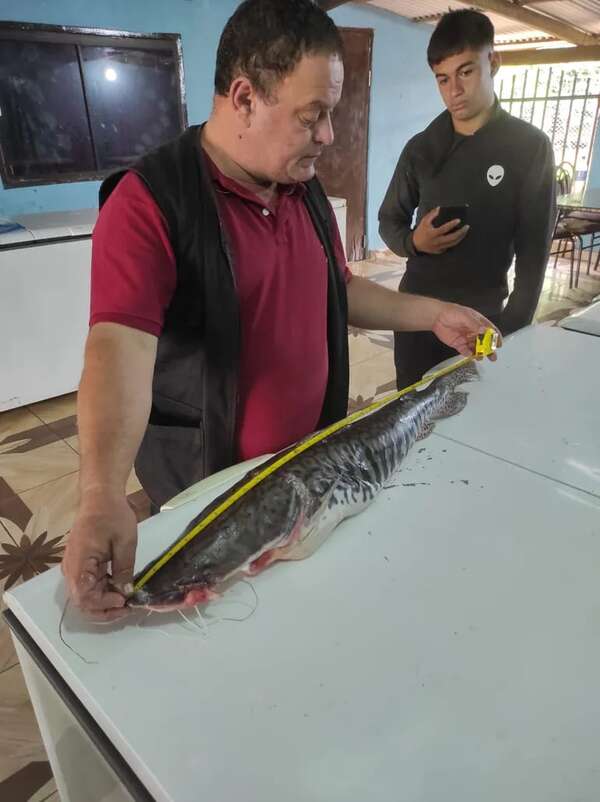 Unos 3.477 kilos de peces salieron de Ayolas - Nacionales - ABC Color