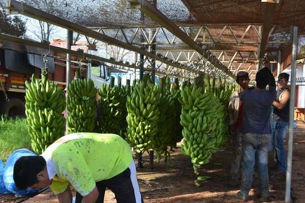 Guayaybí: fruticultores piden industrialización de banana y piña - Nacionales - ABC Color