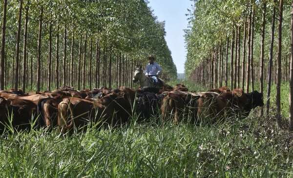 Gremios del Mercosur rechazan exigencias ambientales de la UE  - Nacionales - ABC Color