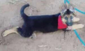 Crixus - Encontrá a tu mascota - ABC Color