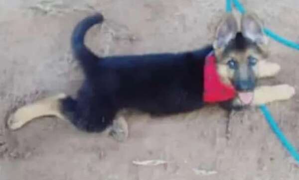 Crixus - Encontrá a tu mascota - ABC Color