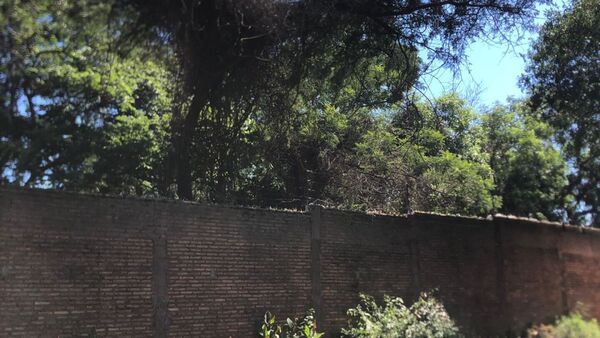 Estaba limpiando su patio, fue atacado por abejas y murió